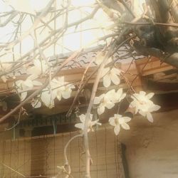 عکس ᵇᵘᵗᵗᵉʳᶠˡʸ