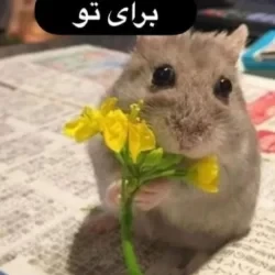 عکس انتخاب کن🌷