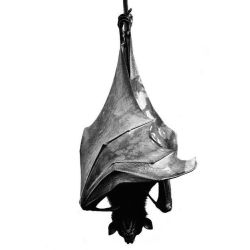 عکس 🦇 𝖻𝖺𝗍  ҆ ‌𝗌 ᥴ𝖺𝗏𝖾݁