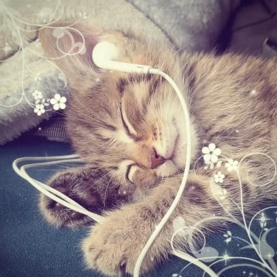 عکس پناهگاه گربه‌ ها