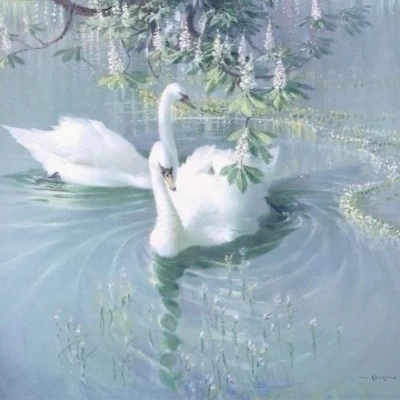 عکس 🦢✨️𝐒𝐰𝐚𝐧 𝐏𝐨𝐧𝐝