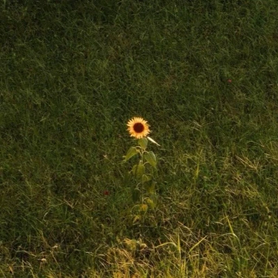 عکس ‌‌‌‌‌🌻‌‌