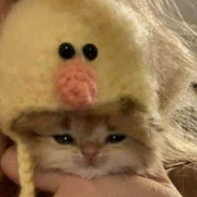 عکس kitten