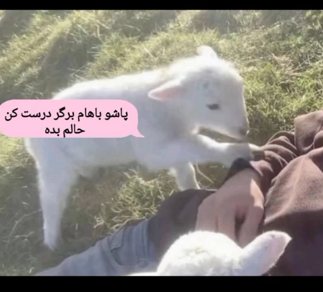 عکس