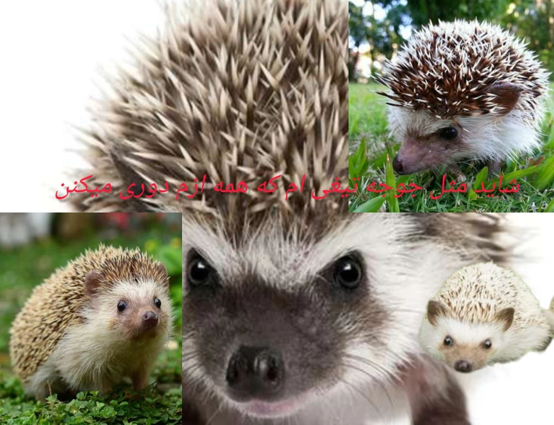 عکس