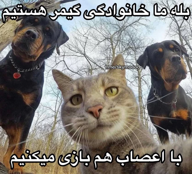 عکس