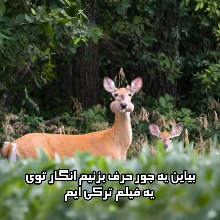 عکس