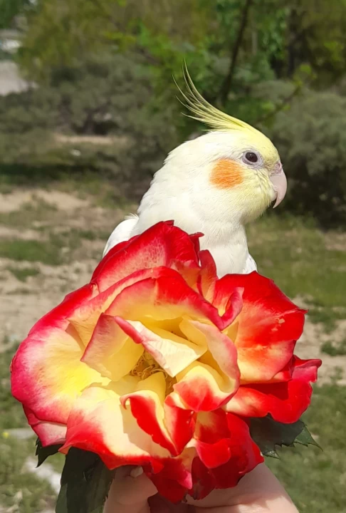 عکس