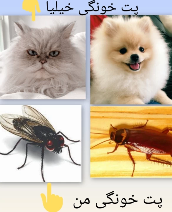 عکس