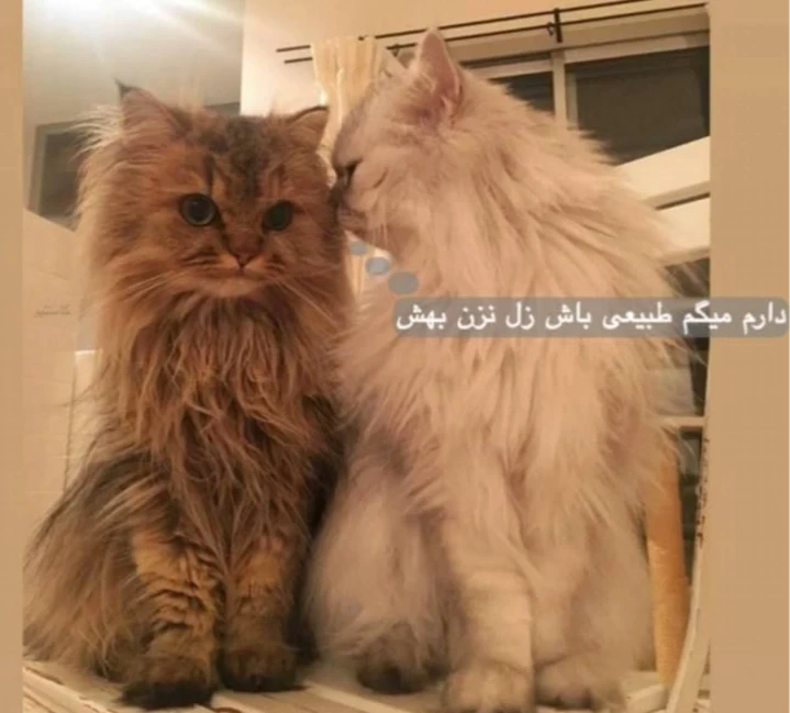 عکس