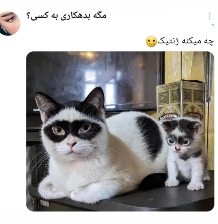 عکس