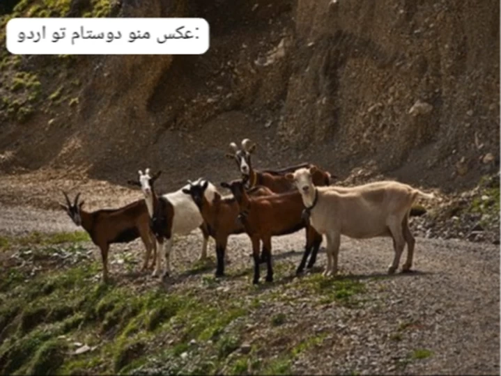 عکس