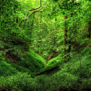 گفتی من چیم؟