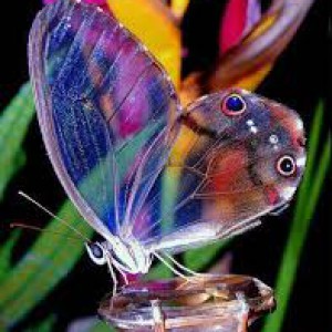 کسی عاشقت هست ؟