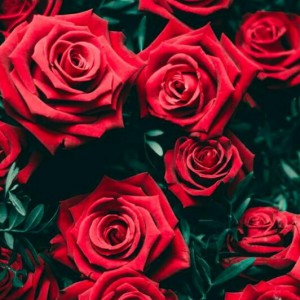 عکس رز خونی 1