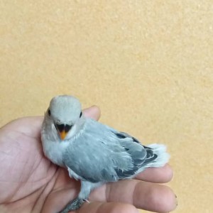 عکس طوطی برزیلی