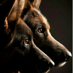 عکس ???چقدر نژاد های سگ را میشناسی???