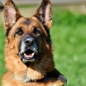 چقدر ژرمن شپرد رو میشناسی؟