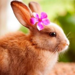 دختر رئيس ۱۱