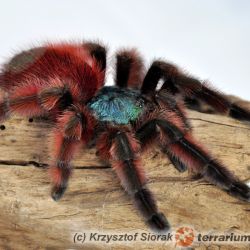 عکس آشنایی با تارانتولاها(عنکبوت های بزرگ پشمالو)به عنوان حیوان خانگی