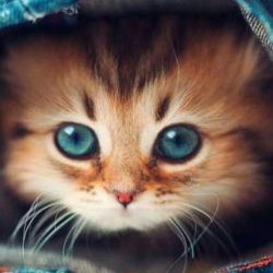 داستان جیجی 2