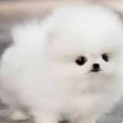 عکس چقدر منو میشناسی؟