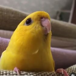 😍معرفی  معروف ترین کارتون های جهان در دهه های مختلف😍