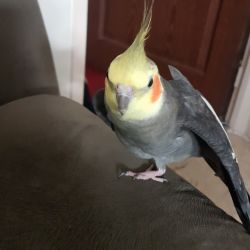 اگه خواستین عروس هلندی بخرین  باید چه نکاتی توجه کنین؟🐥🐤🐣