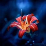 دختر گمشده5👸