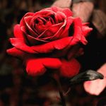 چه قدر درباره ی حیوانات و زیستگاه هاشون می دونی؟(۲)