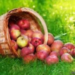 درباره سیب ها بیشتر بدانیم🍎