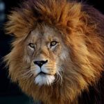 در مورد شير ها