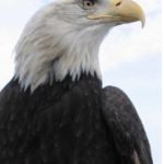 درمورد عقاب ها