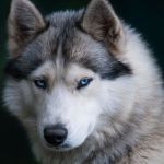 درباره گرگ ها