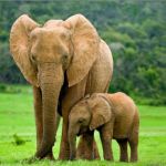 عکس فیل ها را بشناسیم