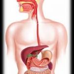 چقدر در مورد درس 9 علوم میدونی؟(علوم کلاس چهارم)Nika