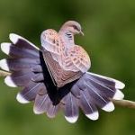 چقدر در مورد پرندگان  اطلاعات دارید