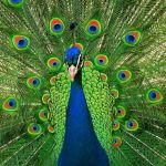 طاووس ها رو می شناسی؟