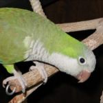 اگه خواستین طوطی بخرین