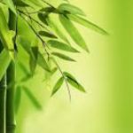 شخصیت شناسی رنگ سبز