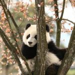 درباره پاندا ها