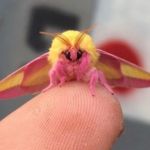 اطلاعات حشره رزی