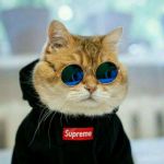 جمله های سنگین و غمگین