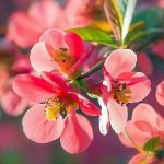 تصویر زمینه ۳