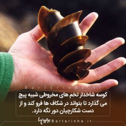 دانستنی های عجیب که بهتر است بدانید