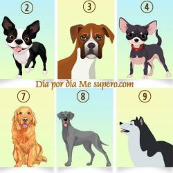 شخصیت شناسی از روی سگ مورد علاقه🙂🙂