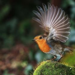 عکس عکس های زیبا