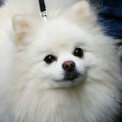 حقایقی درباره سگ ها