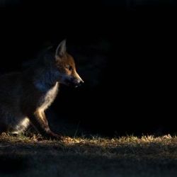 عکس عکس های زیبا از پستانداران