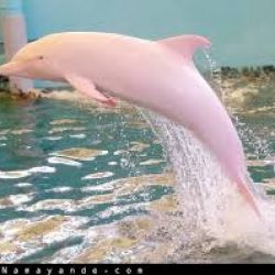 چقدر مثل منی